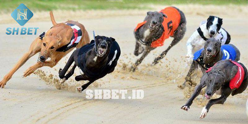 Hướng dẫn chơi cá cược đua chó chi tiết - Đua chó online 1 cá cược đua chó