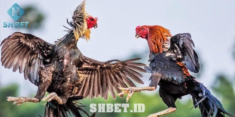 Sân chơi đá gà SHBet cực hấp dẫn 13 đá gà Shbet