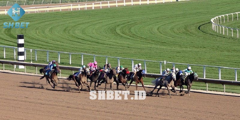 Đua ngựa Shbet : Nhận thưởng lớn với trò chơi đua ngựa Shbet 1 đua ngựa ShBet