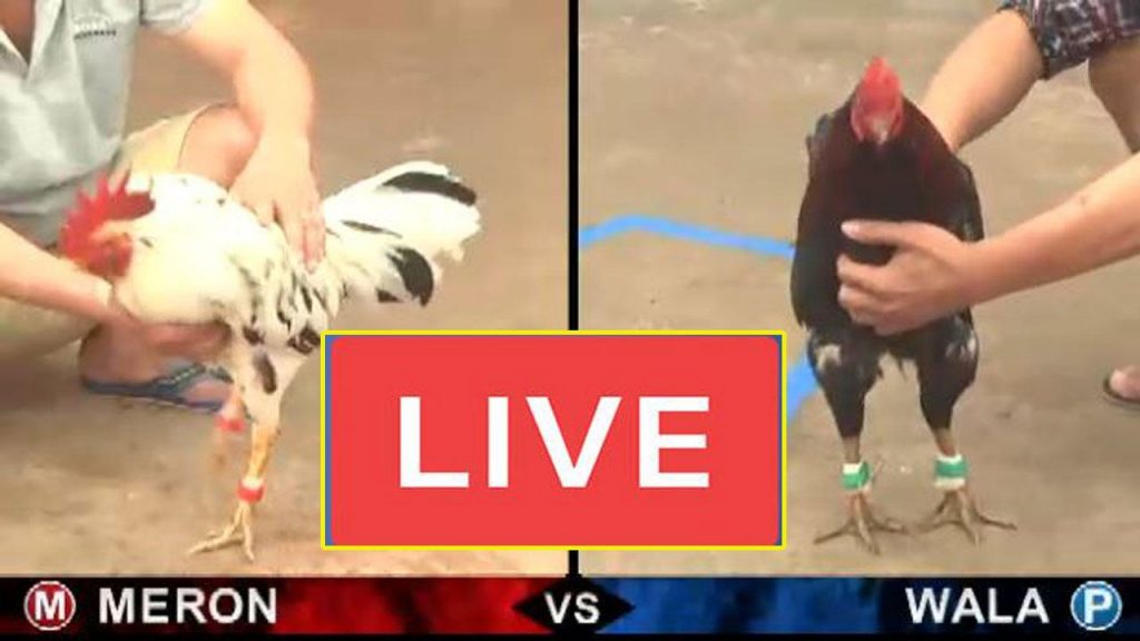 Casino đá gà C1 uy tín, chất lượng cược cao 11 casino đá gà c1