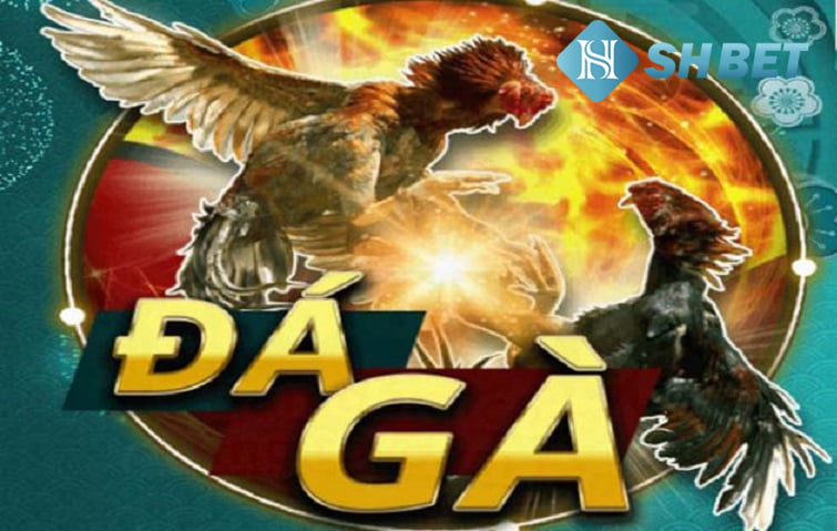 V388 - Nhà cái đá gà trả thưởng tiền mặt uy tín hàng đầu Việt Nam 7 V388