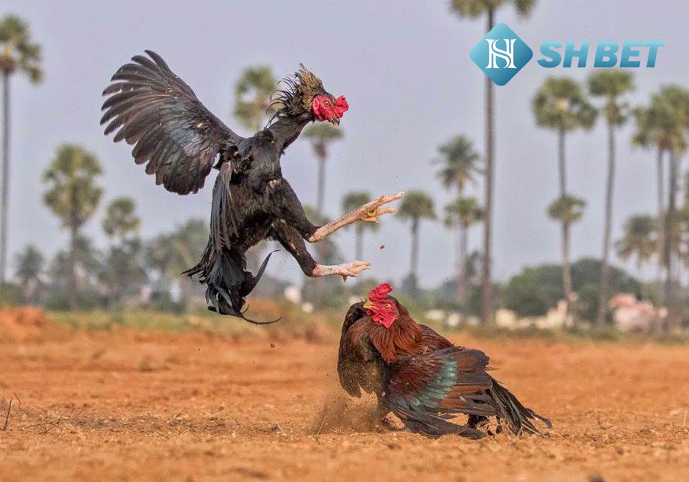 Gà ngũ sắc chân trắng có phải linh kê? Cách nhận diện 5 Gà ngũ sắc chân trắng có phải linh kê? Cách nhận diện