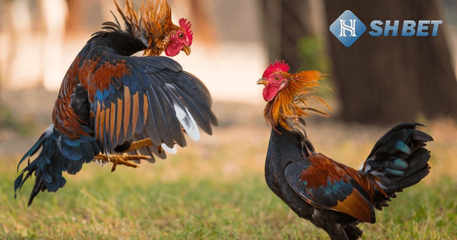 Cách tạo tài khoản đá gà thomo siêu đơn giản! 1 tạo tài khoản đá gà thomo