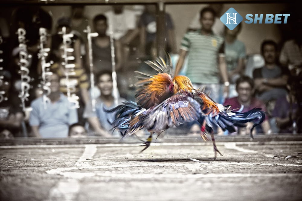 Cách chơi cá độ gà chuyên nghiệp và chi tiết nhất 19 cách chơi cá độ gà