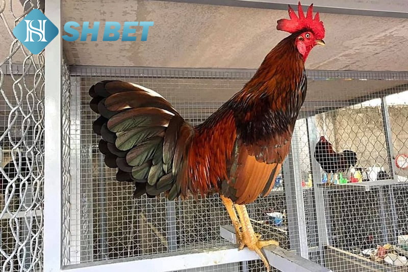 Xem tướng gà đá cựa sắt đảm bảo thắng 100% 15 Hướng dẫn xem tướng gà đá cựa sắt đảm bảo thắng