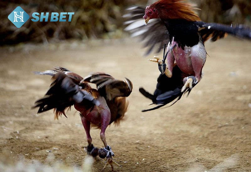 Chơi đá gà ăn tiền online tại nhà cái Shbet 17 đá gà ăn tiền