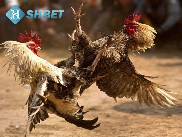 Luật đá gà chọi, đá gà cựa sắt Bắc - Trung - Nam 13 luật đá gà