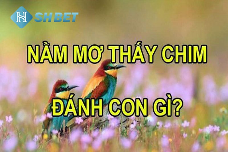 Mơ thấy chim đánh con gì thì trúng lớn? Giải mã giấc mơ 43 Mơ thấy chim đánh con gì thì trúng lớn? Giải mã giấc mơ