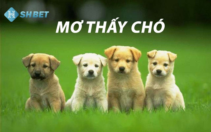 Ngủ mơ thấy chó là điềm gì? Giải mã giấc mơ lô đề 12 Ngủ mơ thấy chó là điềm gì? Giải mã giấc mơ lô đề