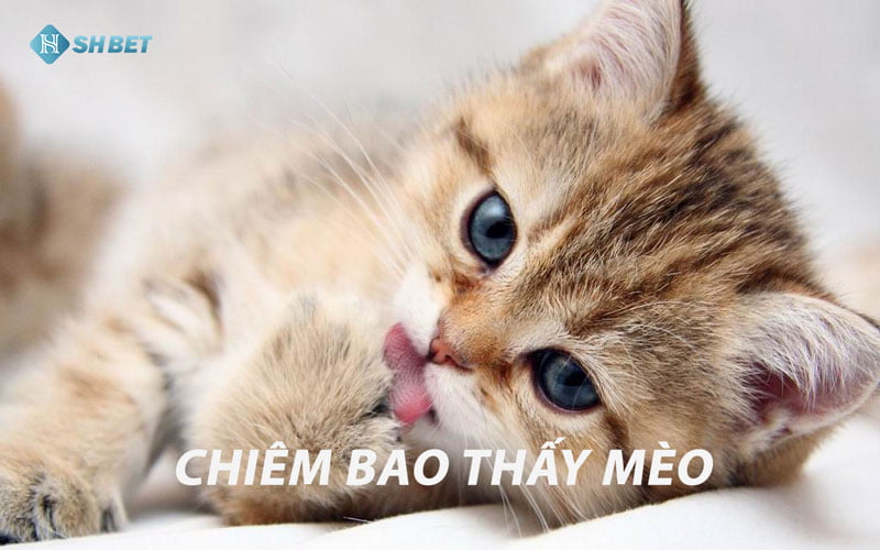 Mơ thấy mèo là điềm gì? Giải mã giấc mơ lô đề 44 Mơ thấy mèo là điềm gì? Giải mã giấc mơ lô đề