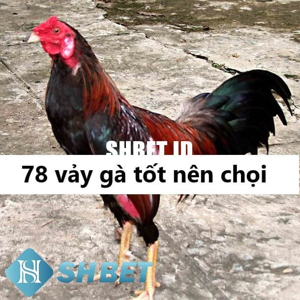 78 vảy gà tốt nên chọi thách thức chiến thắng 7 78 vảy gà tốt nên chọi thách thức chiến thắng