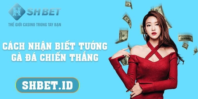 Cách nhận biết tướng gà đá chiến thắng 2023 3 Cách nhận biết tướng gà đá chiến thắng từ cao thủ