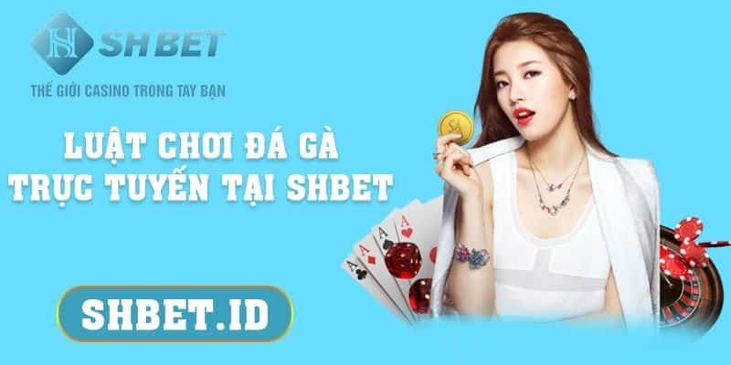 Luật chơi Đá Gà trực tuyến tại SHBET 2023 5 Luật chơi Đá Gà trực tuyến tại SHBET dành cho tân thủ