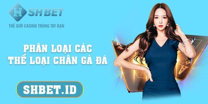 Phân loại các thể loại chân gà đá để tìm linh kê 2023 1 Cách nhận biết tướng gà đá chiến thắng từ cao thủ