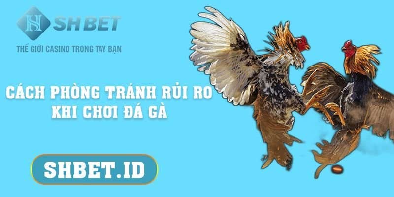 Phương pháp phòng tránh rủi ro khi chơi đá gà chuẩn xác 99%  3 SHBET_Phương pháp phòng tránh rủi ro khi chơi đá gà chuẩn xác 99%