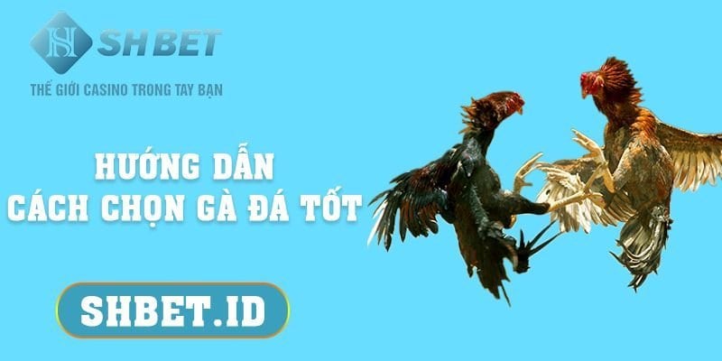 Hướng dẫn cách chọn gà đá tốt để huấn luyện thi đấu 11 SHBET_Hướng dẫn cách chọn gà đá tốt để thi đấu 2023