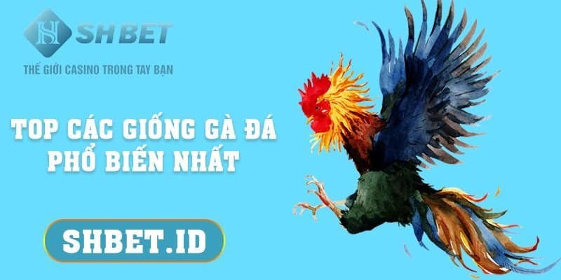 Top các giống gà đá phổ biến nhất, hot nhất tại SHBET 2023  15 SHBET_Top các giống gà đá phổ biến nhất, hot nhất tại SHBET 2023